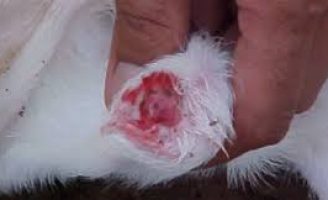 Como tratar e que remédio usar numa bicheiro bovina?