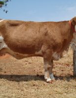Clonagem animal agora é lei oficialmente no Brasil