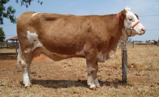 Clonagem animal agora é lei oficialmente no Brasil