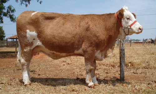 <h2><a href="https://nordesterural.com.br/clonagem-animal-agora-e-lei-oficialmente-no-brasil/">Clonagem animal agora &eacute; lei oficialmente no Brasil</a></h2>O presidente da Rep&uacute;blica, Luiz In&aacute;cio Lula da Silva, sancionou nesta ter&ccedil;a-feira (12/11) a Lei n&ordm; 15.021, ap&oacute;s aprova&ccedil;&atilde;o pelo Congresso Nacional do Projeto de Lei 5.010/2013 (PLS 73/2007), de