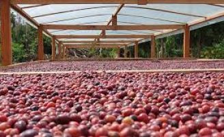 Semana Internacional do Café vai discutir o futuro da cultua no mundo