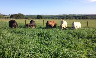 O que o produtor rural deve fazer para desmatar e preparar um cercado para o plantio de capim