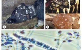 Uma doença que pode ser fatal para os bovinos e provocar riscos para os humanos