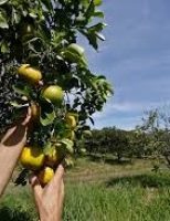 Uso do Projeto Colhe+ aumenta a produtividade na colheita de laranja no Brasil