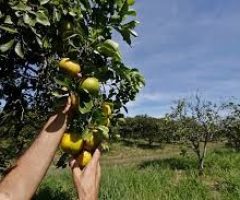 Termina a safra de laranja deste ano e setor amplia a oferta de empregos