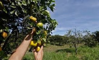 Falta de chuva fez diminuir a previsão da safra de laranja no Brasil