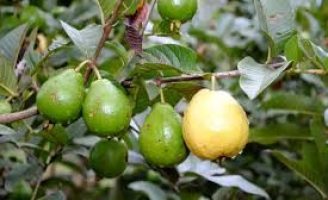 Aprenda a fazer um bom plantio de goiaba no campo ou no jardim