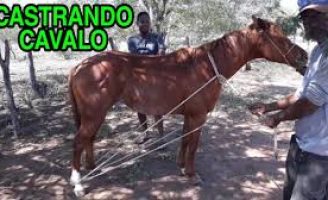 Veja como o produtor rural pode imobilização um cavalo para algum tratamento ou aplicação de remédios