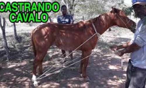 <h2><a href="https://nordesterural.com.br/veja-como-o-produtor-rural-pode-imobilizacao-um-cavalo-para-algum-tratamento-ou-aplicacao-de-remedios/">Veja como o produtor rural pode imobiliza&ccedil;&atilde;o um cavalo para algum tratamento ou aplica&ccedil;&atilde;o de rem&eacute;dios</a></h2>A imobiliza&ccedil;&atilde;o de um cavalo para aplica&ccedil;&atilde;o de medicamentos deve ser realizada de forma segura para evitar les&otilde;es tanto no animal quanto na pessoa que est&aacute; manipulando. O processo requer