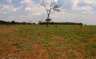 Um manejo eficaz para recupera pastos degradados e melhorar o desempenho da pecuária