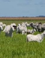 Especialistas discutem rastreabilidade e o mercado internacional da carne bovina