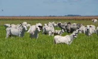Especialistas discutem rastreabilidade e o mercado internacional da carne bovina