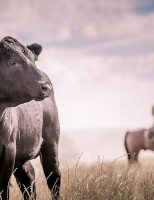 Um projeto desenvolve nova plataforma capaz de reunir todos os dados da cadeia produtiva da carne bovina