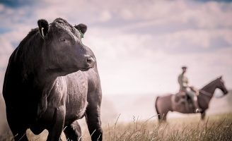 Um projeto desenvolve nova plataforma capaz de reunir todos os dados da cadeia produtiva da carne bovina