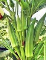 A agricultura familiar pode ter melhor renda com o plantio de quiabo