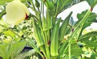 A agricultura familiar pode ter melhor renda com o plantio de quiabo