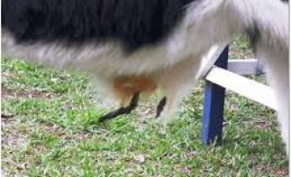 A importância de cortar o umbigo do bezerro recém-nascido