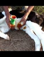 Aprenda a cortar o umbigo de um bezerro recém-nascido e o jeito certo de tratar para evitar infecções