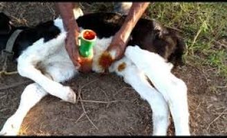 Aprenda a cortar o umbigo de um bezerro recém-nascido e o jeito certo de tratar para evitar infecções