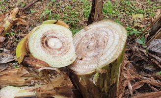 Cientistas orientam como o produtor pode erradicação a praga do moko da bananeira em área de terra firme