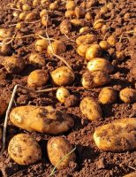 Aprenda a fazer um bom plantio de batata inglêsa