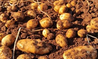 Estudo identifica os principais polos produtores de batata inglesa no Brasil