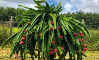 As duas principais sementes de Pitaya em uso no Brasil