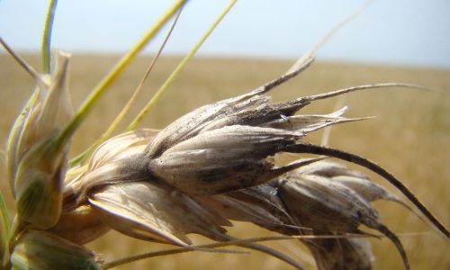 Uma praga que ataca as plantações de trigo pode reduzir em 13% a produção mundial do cereal