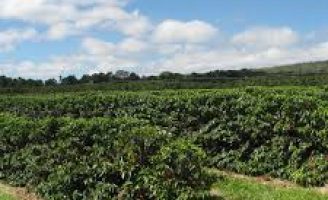O que o produtor rural precisa saber para fazer uma plantação de café