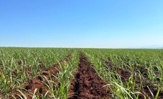 A recuperação do solo para iniciar nova plantação de cana de açucar