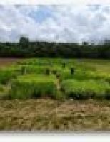 Capins tropicais podem ser usados para fazer silo e alimentar o gado na seca
