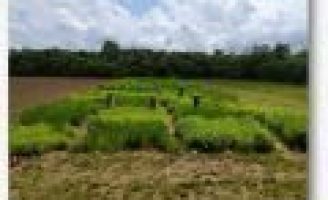 Capins tropicais podem ser usados para fazer silo e alimentar o gado na seca