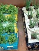 O biocontrole no agro movimenta bilhões de reais