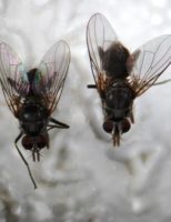 Produtores podem usar um besouro coprófago para controlar a praga da Mosca-dos-chifres