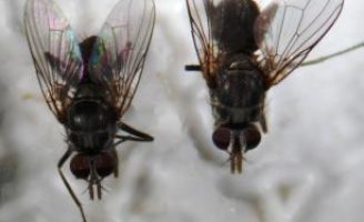 Produtores podem usar um besouro coprófago para controlar a praga da Mosca-dos-chifres