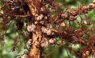 Os produtores de soja precisam ficar atentos ao desenvolvimento da cultura no campo nesta época