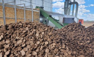O sorgo pode ser usado como matriz energética para a produção de energia limpa