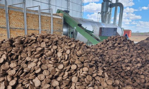 O sorgo pode ser usado como matriz energética para a produção de energia limpa