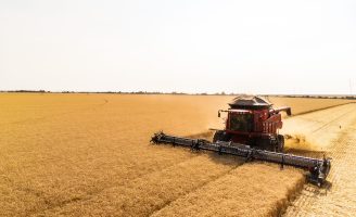 Avança o plantio de trigo no cerrado brasileiro