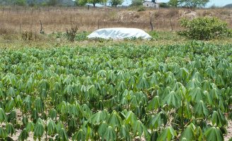 Os agricultores que possuem barragens subterrâneas nas propriedades ganharam mais dinheiro