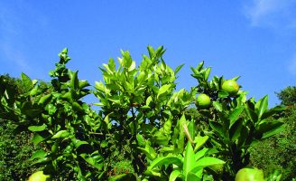 Nanotecnologia ajuda cientistas brasileiros a desenvolverem um inseticida sustentável