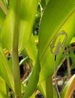 Inteligência Artificial pode indicar a hora certa de irrigar as plantações