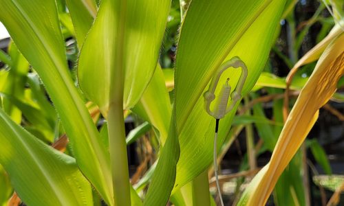 Inteligência Artificial pode indicar a hora certa de irrigar as plantações