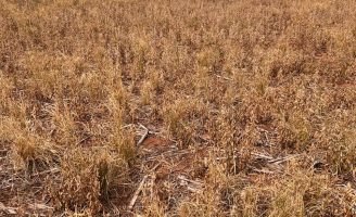 Veja como a dessecação do milho auxilia no controle de plantas daninhas