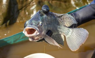 Crescem as exportações do pescado brasileiro