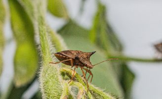O combate ao inimigo invisível das plantações de soja