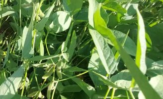 Produtor pode combater as adversidades climáticas nas plantações com manejo correto