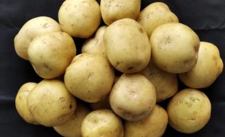 Atenção produtores: A Embrapa abre edital para interessados em multiplicar nova cultivar de batata inglesa a ser lançada no fim de 2025