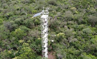 A Caatinga nordestina é um bioma eficiente para retirar a poluição de carbono na atmosfera
