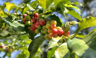 Clima pode mudar a previsão de safra do café no sudeste brasileiro